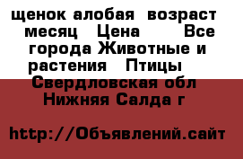 щенок алобая .возраст 1 месяц › Цена ­ 7 - Все города Животные и растения » Птицы   . Свердловская обл.,Нижняя Салда г.